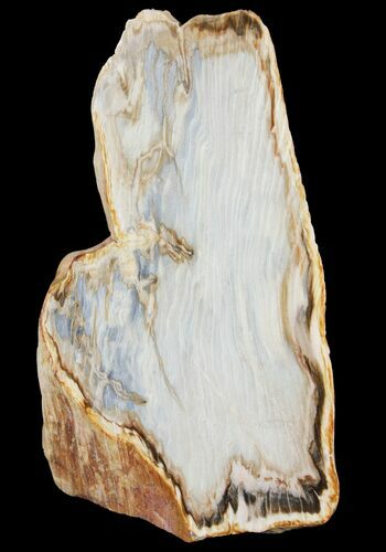 Tall Petrified Wood (Sequoia) With Polished Face - Oregon #93935